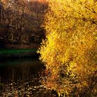 Uferlandschaften des Neckars im Herbst