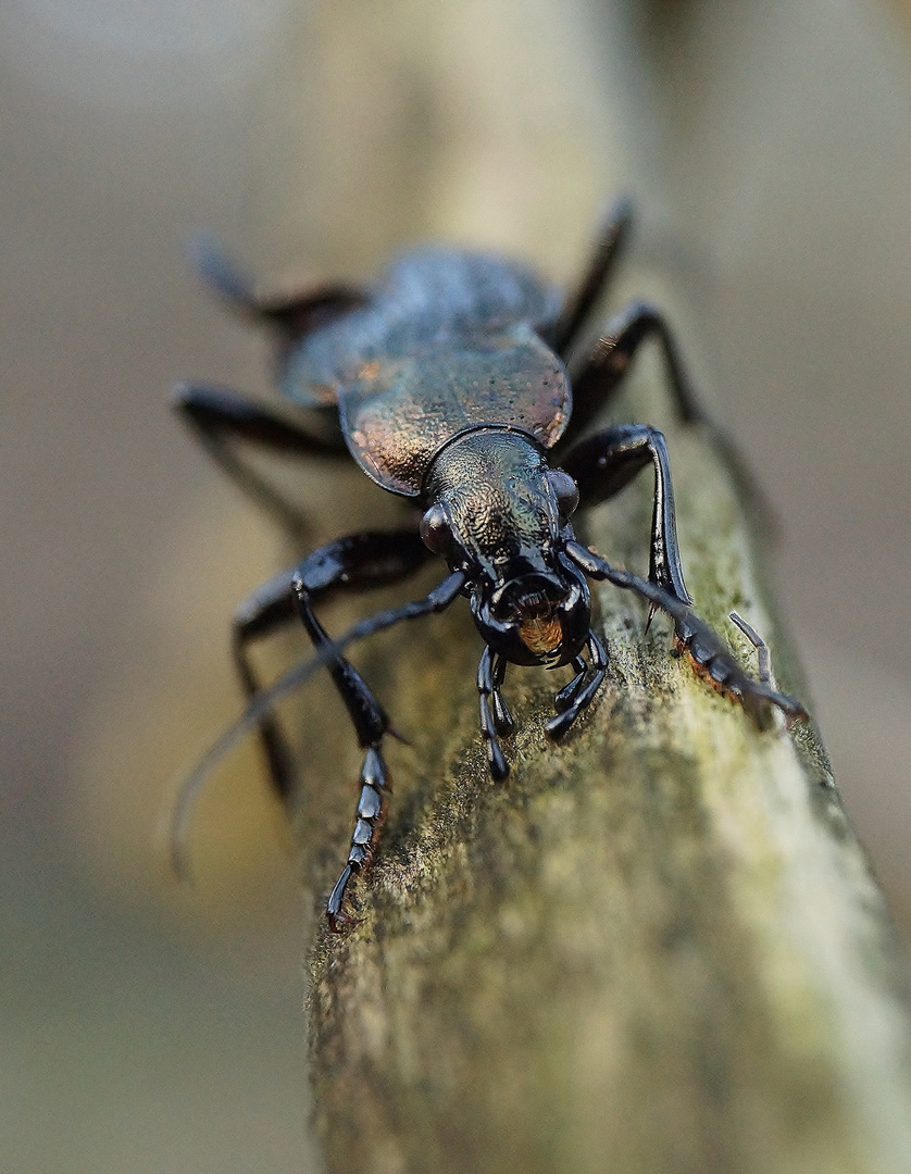 *Uferlaufkäfer (Carabus clatratus)*