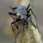 *Uferlaufkäfer (Carabus clatratus)*