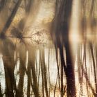 Ufernebel im Gegenlicht