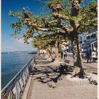 Uferpromenade Meersburg / Bodensee