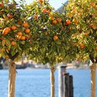 Uferpromenade von Gargnano