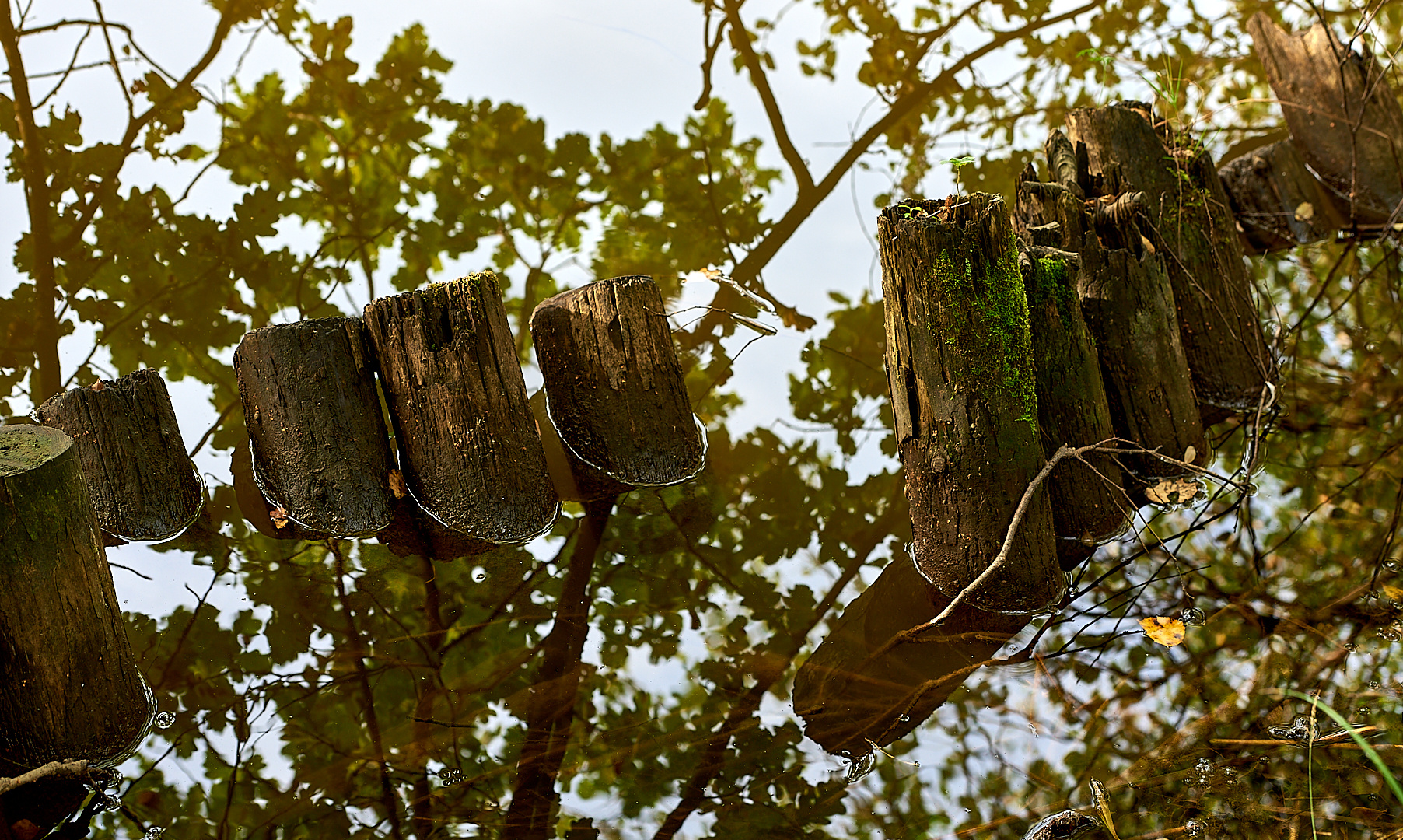 Uferrandbefestigungsspiegelung am Vogelwoog.