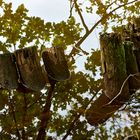 Uferrandbefestigungsspiegelung am Vogelwoog.