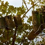 Uferrandbefestigungsspiegelung am Vogelwoog.