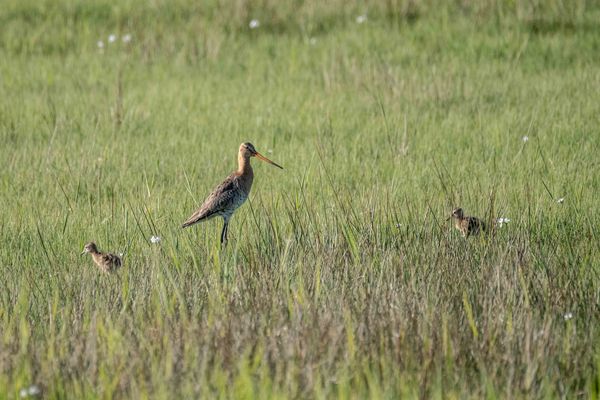 Uferschepfe mit Nachwuchs
