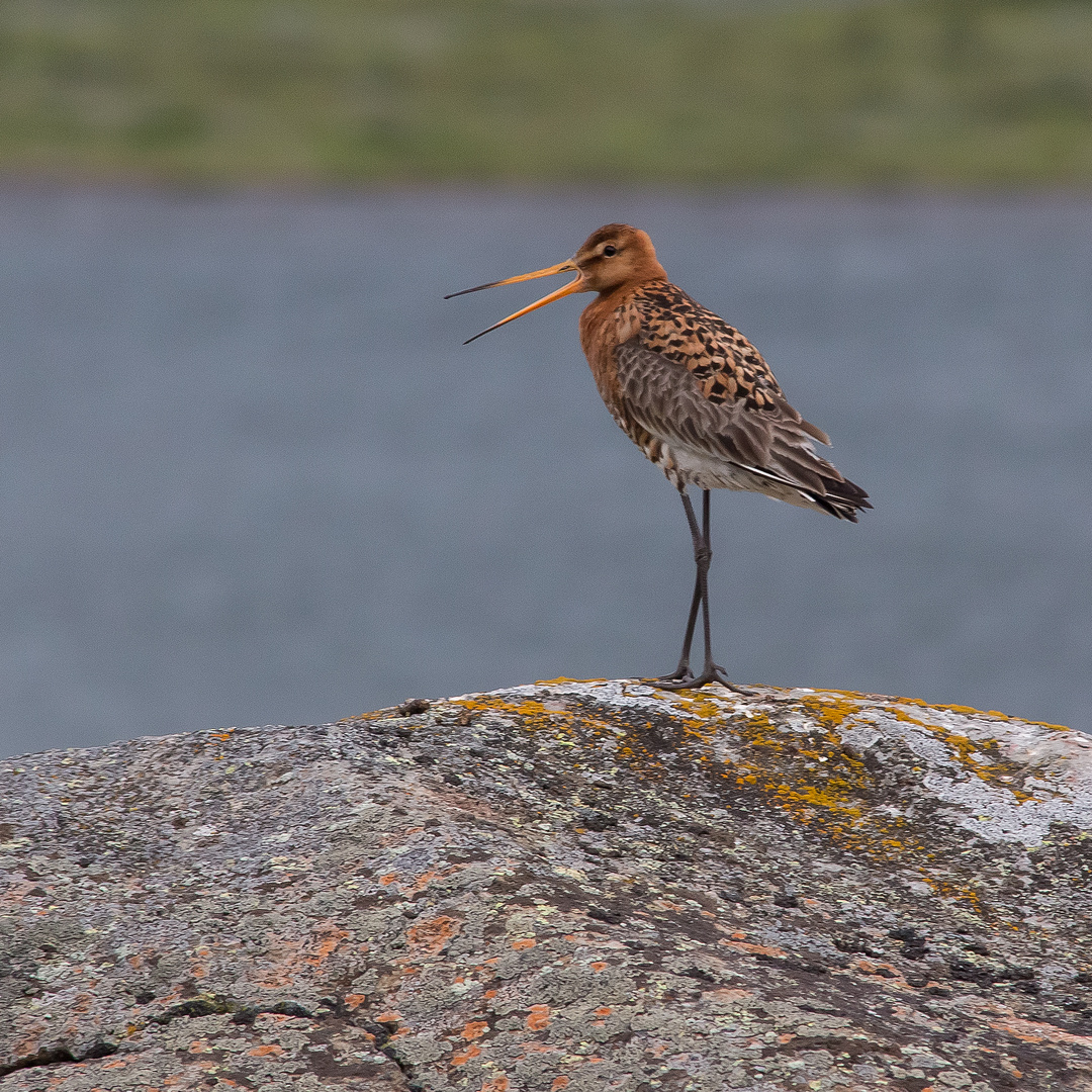 Uferschnepfe am Fjord