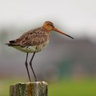 Uferschnepfe auf Zaunpfahl