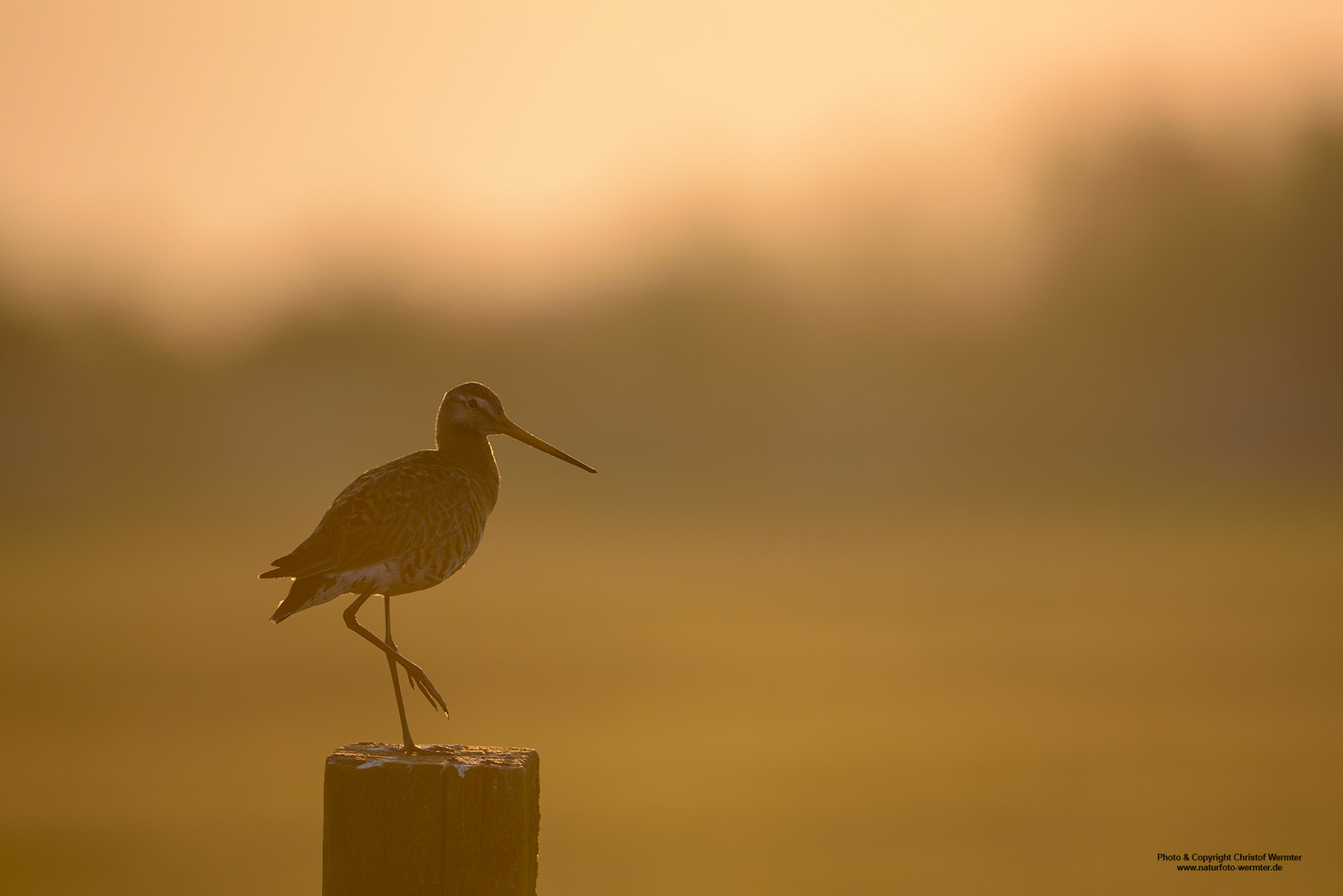 Uferschnepfe bei Sonnenaufgang