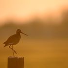 Uferschnepfe bei Sonnenaufgang