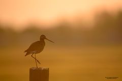 Uferschnepfe bei Sonnenaufgang