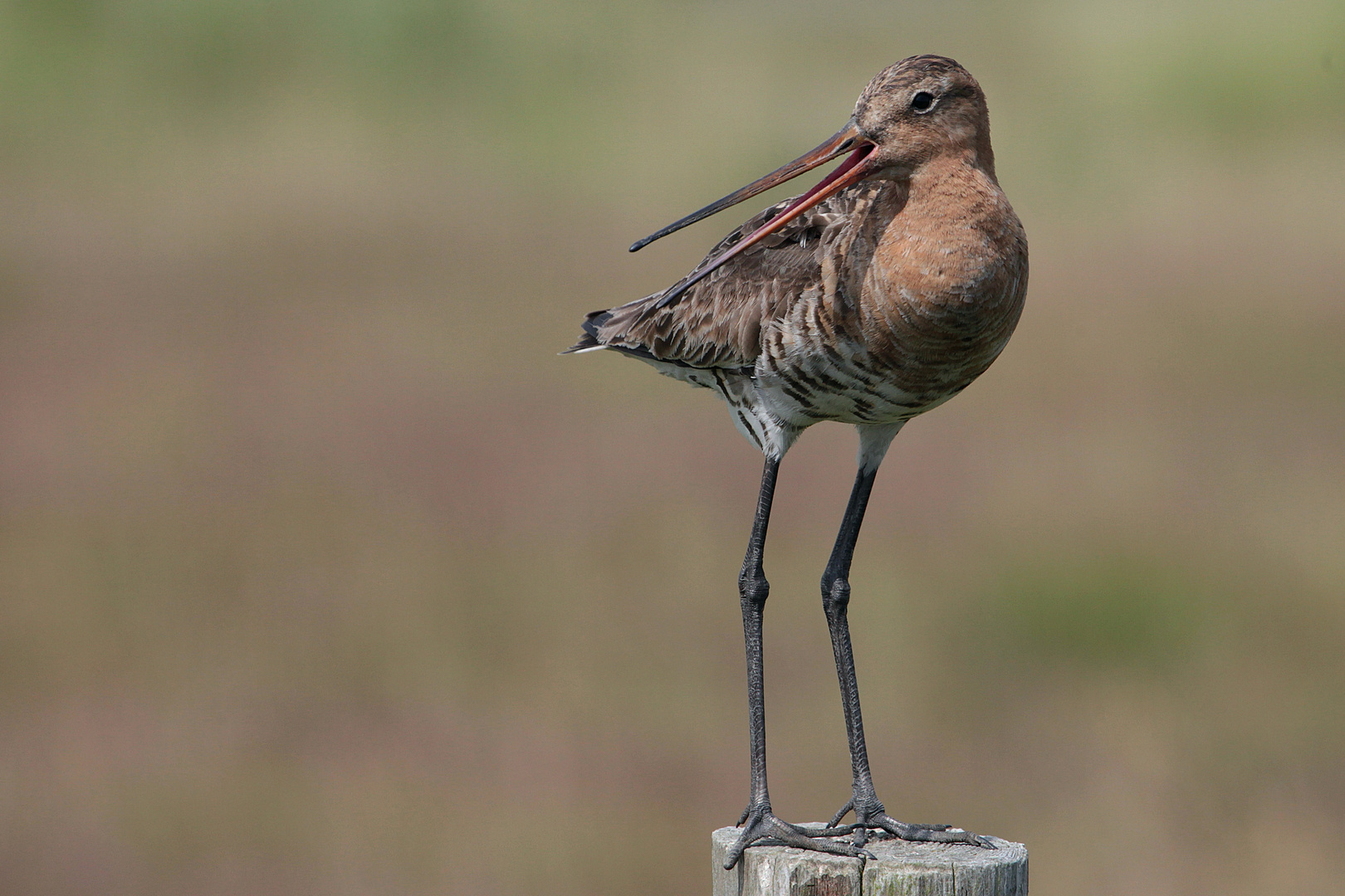 Uferschnepfe, Black-tailed Godwie