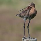 Uferschnepfe, Black-tailed Godwie