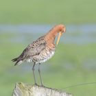 Uferschnepfe, Black-tailed godwit, Limosa limosa