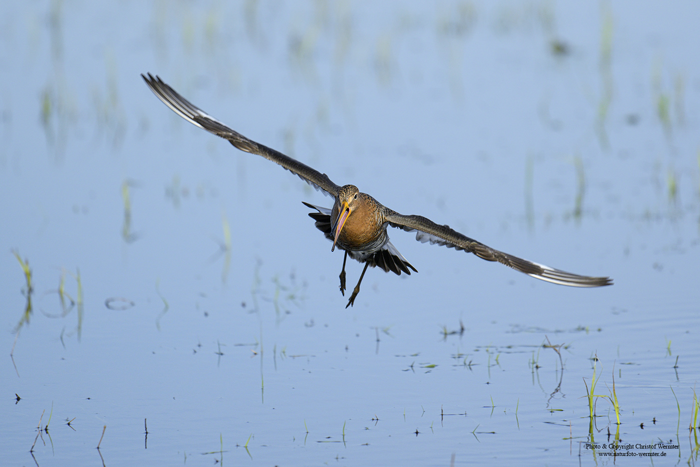 Uferschnepfe im Anflug