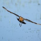 Uferschnepfe im Anflug