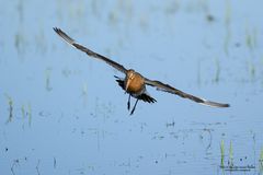 Uferschnepfe im Anflug