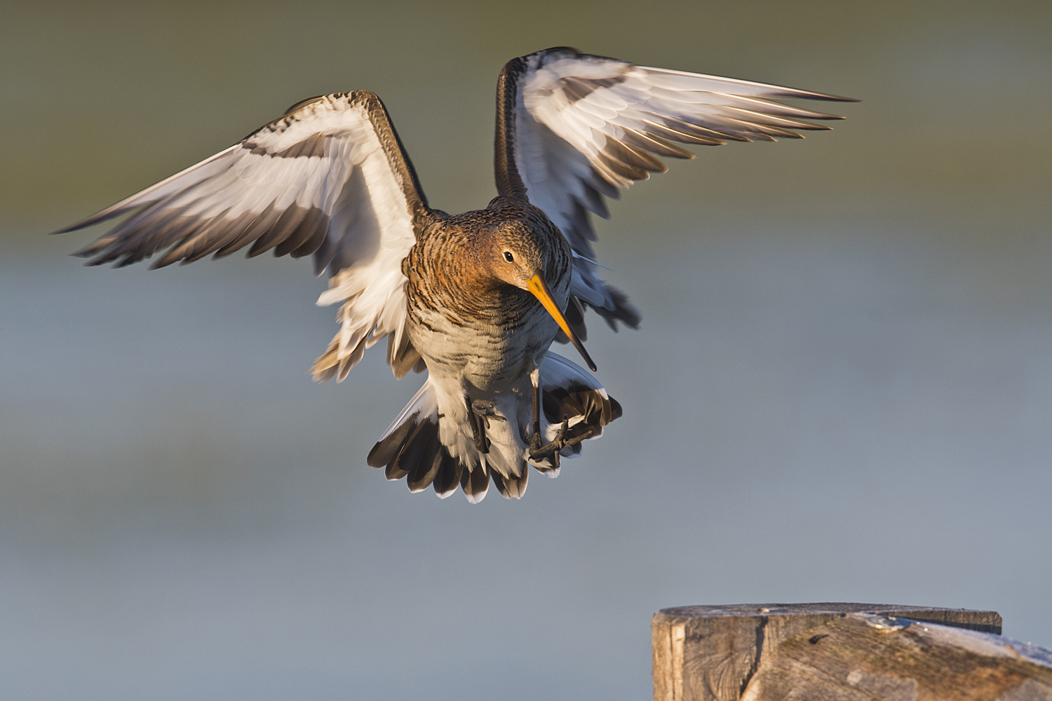 Uferschnepfe im Anflug