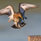 Uferschnepfe im Anflug