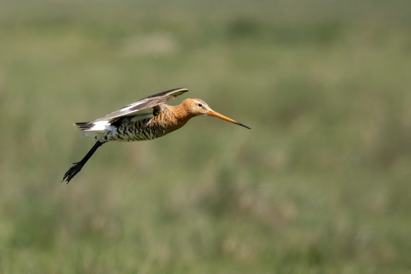 Uferschnepfe im Flug