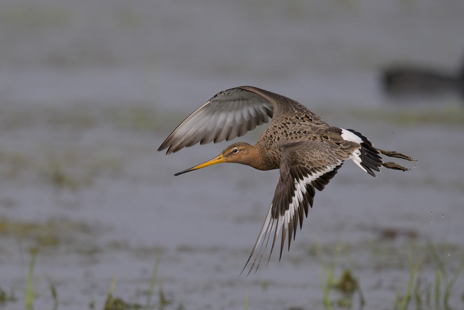 Uferschnepfe im Flug