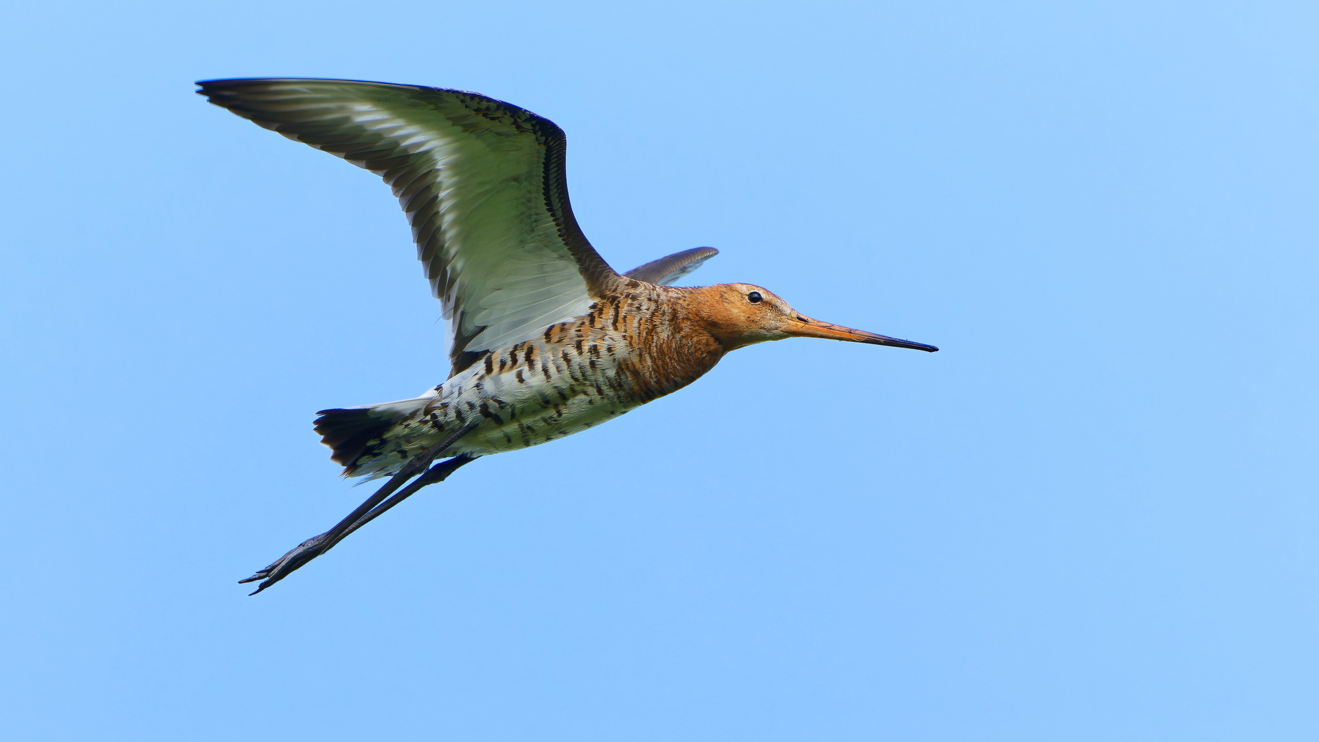 Uferschnepfe im Flug 