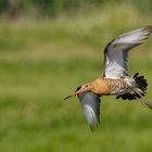 Uferschnepfe im Landeanflug