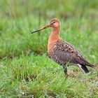 Uferschnepfe im Moor