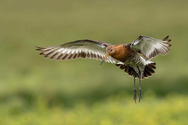 Uferschnepfe im Nieselregen