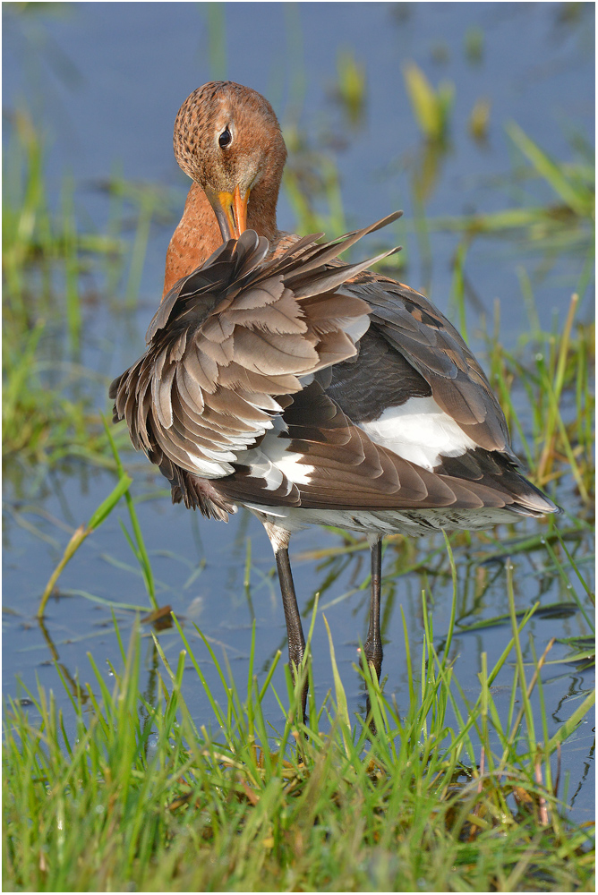 Uferschnepfe im Prachtkleid - Limosa limosa