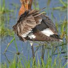 Uferschnepfe im Prachtkleid - Limosa limosa