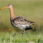 uferschnepfe (limosa limosa)......