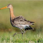 uferschnepfe (limosa limosa)......