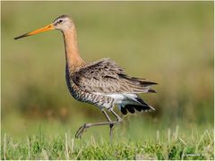 uferschnepfe (limosa limosa)......