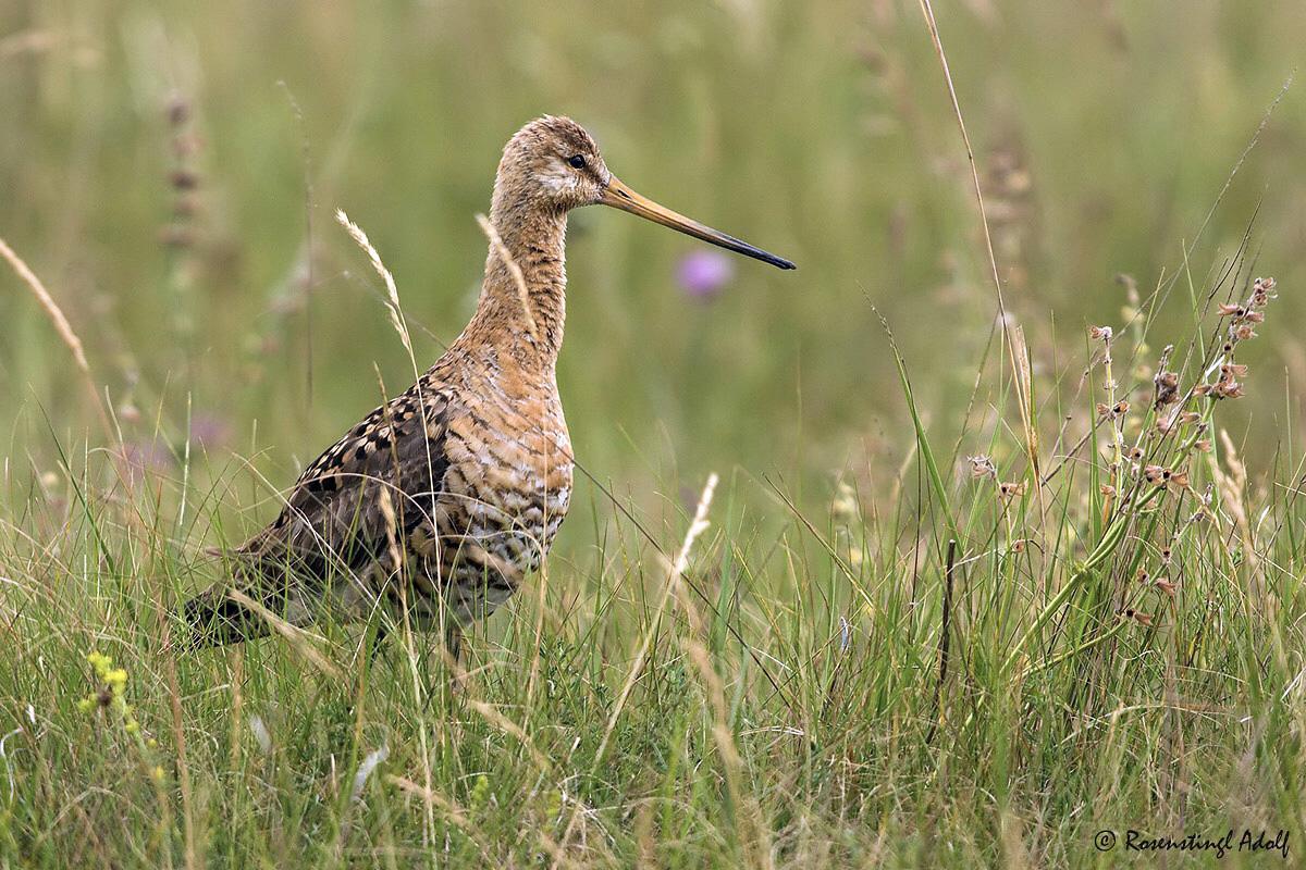 Uferschnepfe (Limosa limosa)