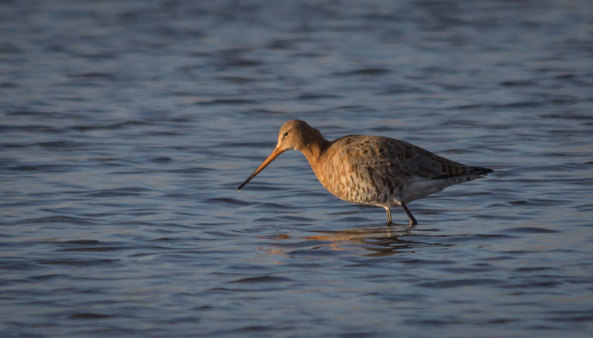 Uferschnepfe (Limosa limosa)