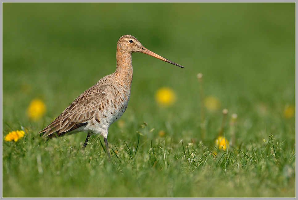 Uferschnepfe (Limosa limosa)