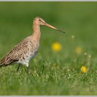 Uferschnepfe (Limosa limosa)