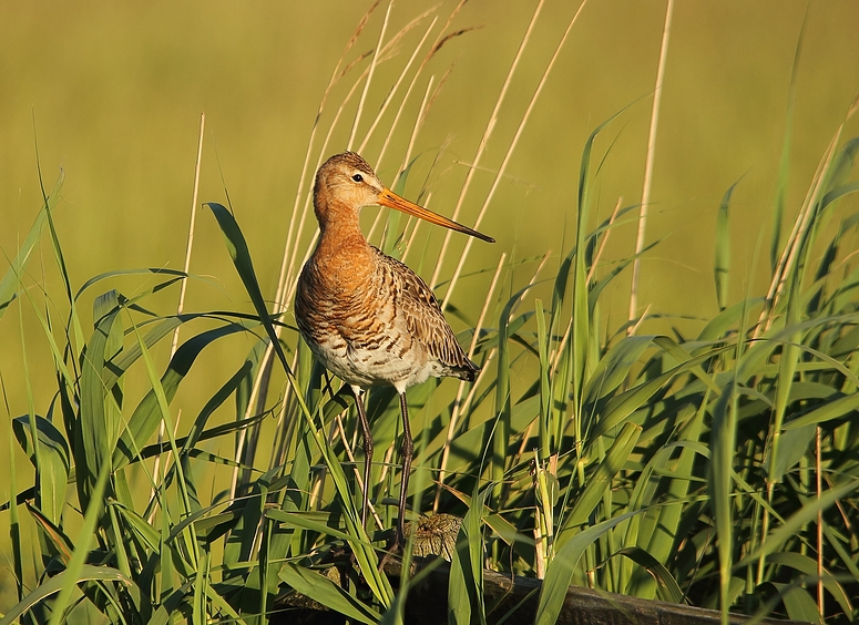 Uferschnepfe (Limosa limosa) 2