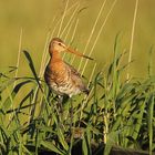 Uferschnepfe (Limosa limosa) 2