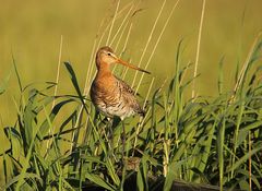 Uferschnepfe (Limosa limosa) 2