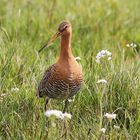 Uferschnepfe (Limosa limosa) 2