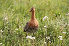 Uferschnepfe (Limosa limosa) 2