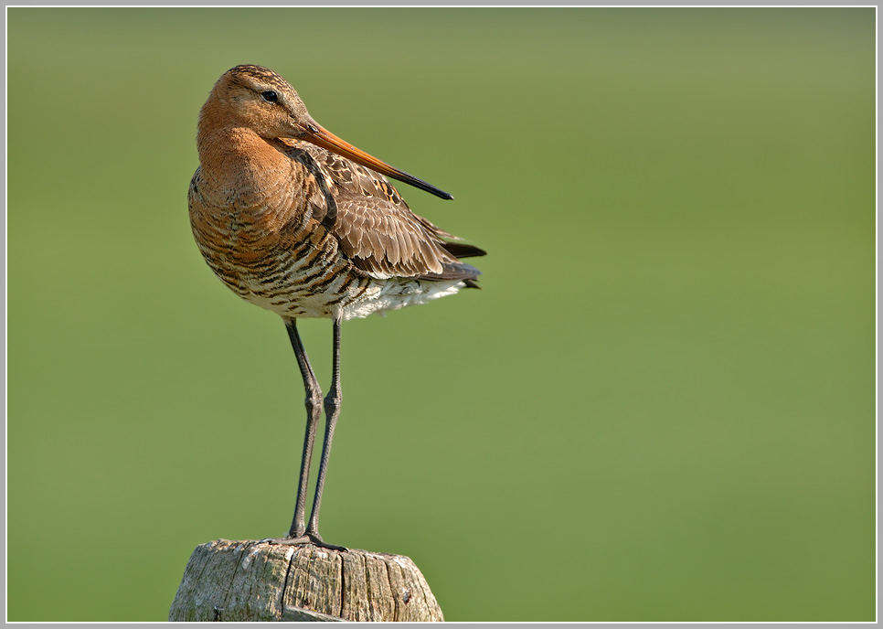 Uferschnepfe (Limosa limosa) 2