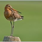 Uferschnepfe (Limosa limosa) 2