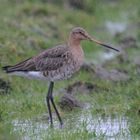 Uferschnepfe (Limosa limosa)