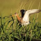 Uferschnepfe (Limosa limosa)