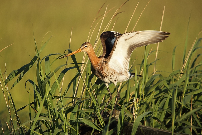 Uferschnepfe (Limosa limosa)