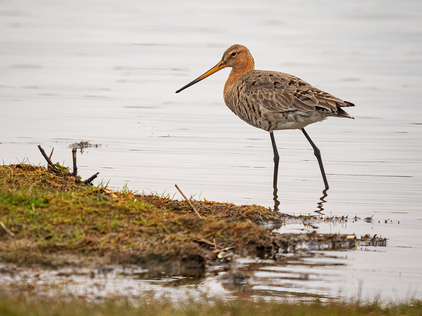 Uferschnepfe (Limosa limosa) ...