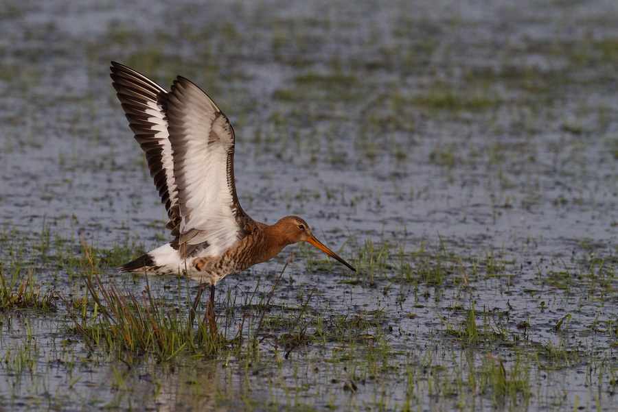 Uferschnepfe ( Limosa limosa )